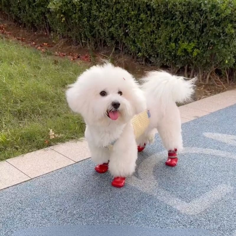 Pawsy Dog Shoes