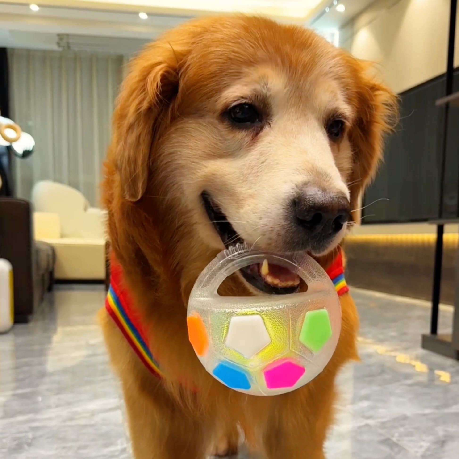 The Infinity Chew Ball