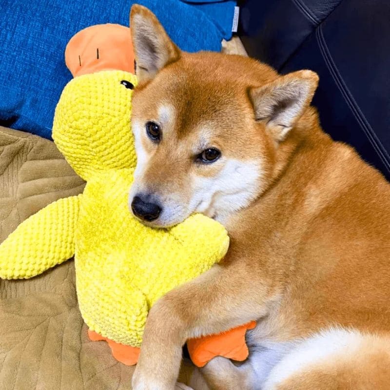 Calming Duck Toy