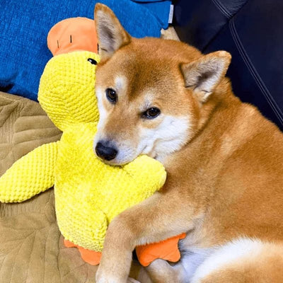 Calming Duck Toy