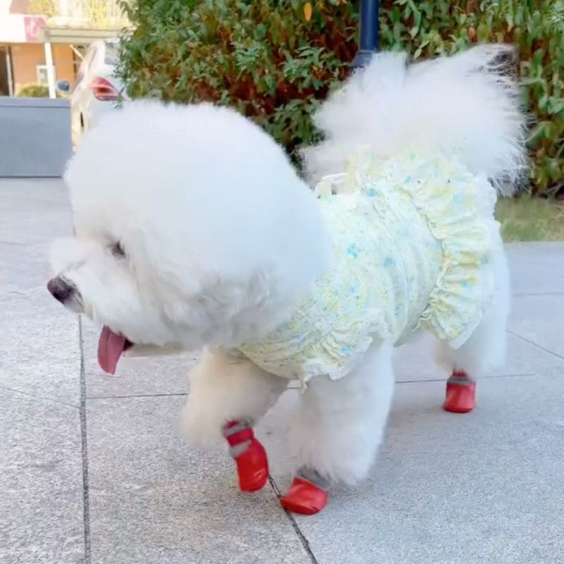 Pawsy Dog Shoes