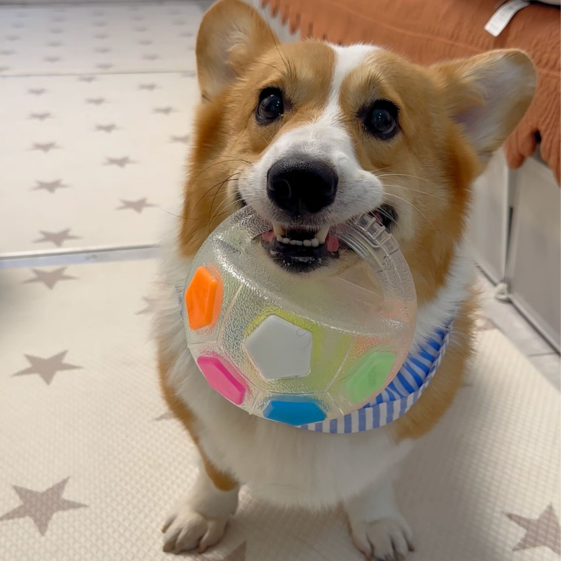The Infinity Chew Ball